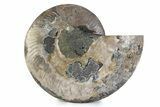 Cut & Polished Ammonite Fossil (Half) - Madagascar #362367-1
